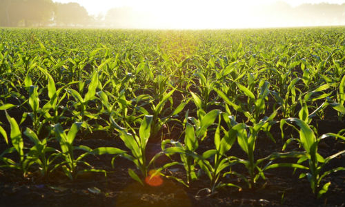 A lethal weed killer was approved this year to control ever-stronger weeds in soybeans and cottons. Instead, it has drifted from where it was initially sprayed, leaving a trail of dying crops in its wake, reported The Washington Post.
