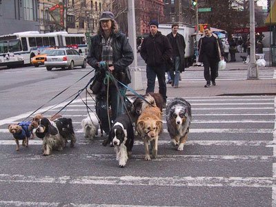 Dogwalker near Broadway, NYC Photo: Jessamyn West 