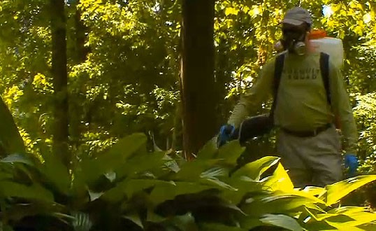 Guy in mask spraying for mosquitos