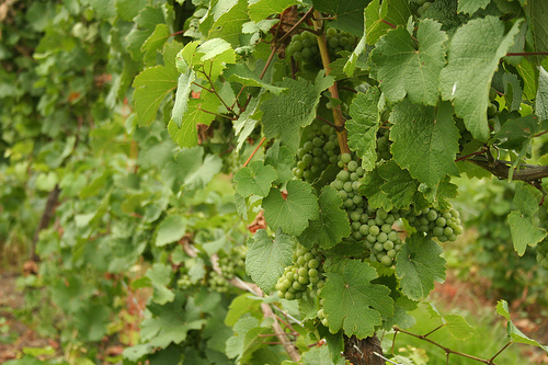 Photo of grapes hanging from a winery vine