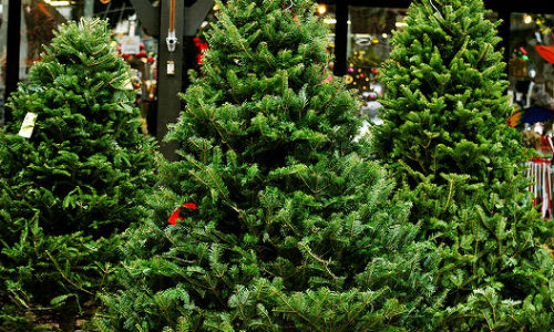 who has christmas trees on sale