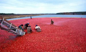The humble cranberry delivers a good story. (Image by "WikiImages" via pixabay)