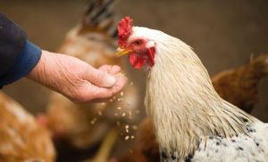 chicken being hand fed