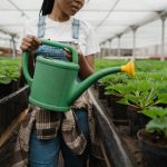 Person watering plants using watering can